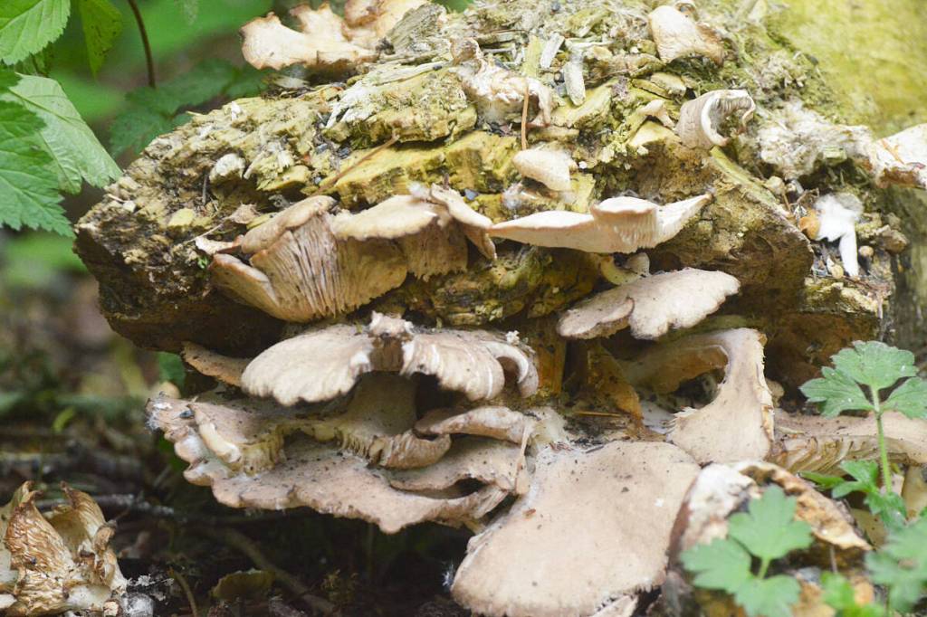 Fungi on a fallen tree along the Little River Loop in Langley&rsquo;s Campbell Valley Regional Park. (Matthew Claxton/Langley Advance Times)