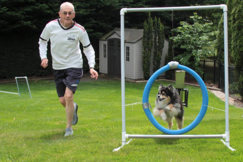 Sophie trains in her North Saanich back yard alongside Ron Wright. The 11-year-old mini Australian shepherd set the new record in for most qualifying scores at a weekend agility completion. (Christine van Reeuwyk/Peninsula News Review)