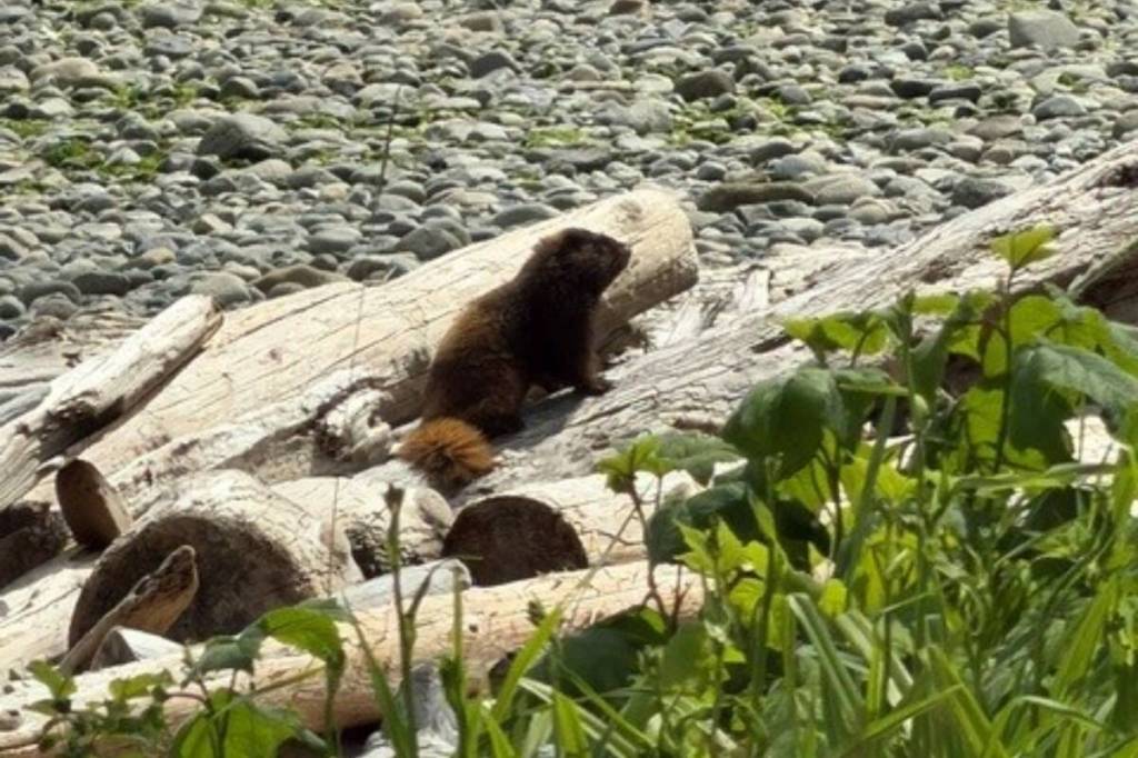 Residents in the Shelter Bay area, south of Campbell River, sighted a wayward Vancouver Island marmot near the beach shortly after the Marmot Recovery Foundation shared on social media that it had strayed from its habitat in high-altitude alpine and sub-alpine meadows. (Facebook/Marmot Recovery Foundation)