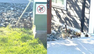 A crew from the Nanaimo Fire Rescue rescued nine ducklings from a storm drain on Linley Valley Drive on Wednesday, May 20. Pictured is the mom leading her youngsters away after their rescue. (Nanaimo Fire Rescue/Facebook)