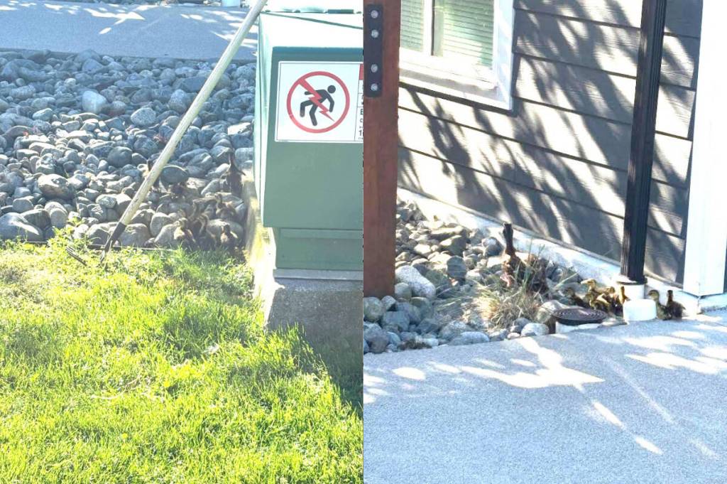 A crew from the Nanaimo Fire Rescue rescued nine ducklings from a storm drain on Linley Valley Drive on Wednesday, May 20. Pictured is the mom leading her youngsters away after their rescue. (Nanaimo Fire Rescue/Facebook)
