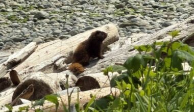 Residents in the Shelter Bay area, south of Campbell River, sighted a wayward Vancouver Island marmot near the beach shortly after the Marmot Recovery Foundation shared on social media that it had strayed from its habitat in high-altitude alpine and sub-alpine meadows. (Facebook/Marmot Recovery Foundation)