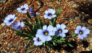Sisyrinchium &lsquo;Devon Skies&rsquo; - blue-eyed grass. (Leslie Cox/Contributed)