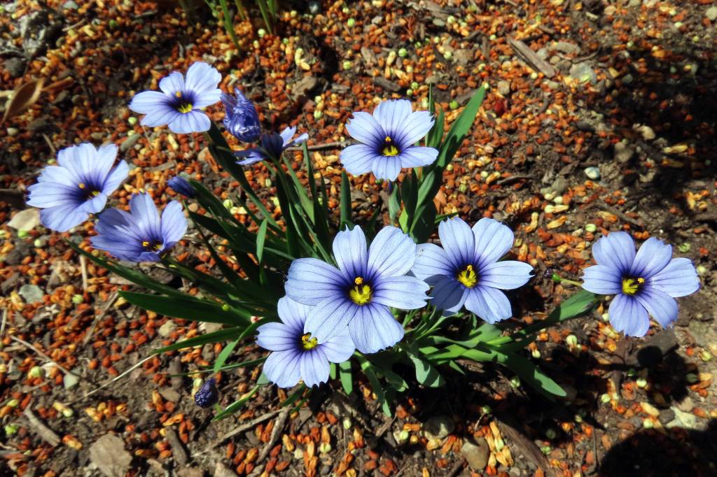 Sisyrinchium &lsquo;Devon Skies&rsquo; - blue-eyed grass. (Leslie Cox/Contributed)