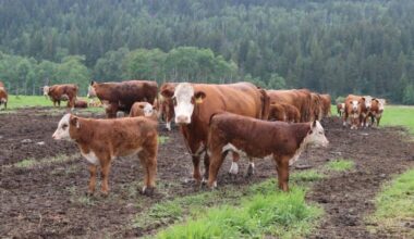 Cattle in the field at Little Fort Herefords. (Josh Fischlin/Clearwater Times)