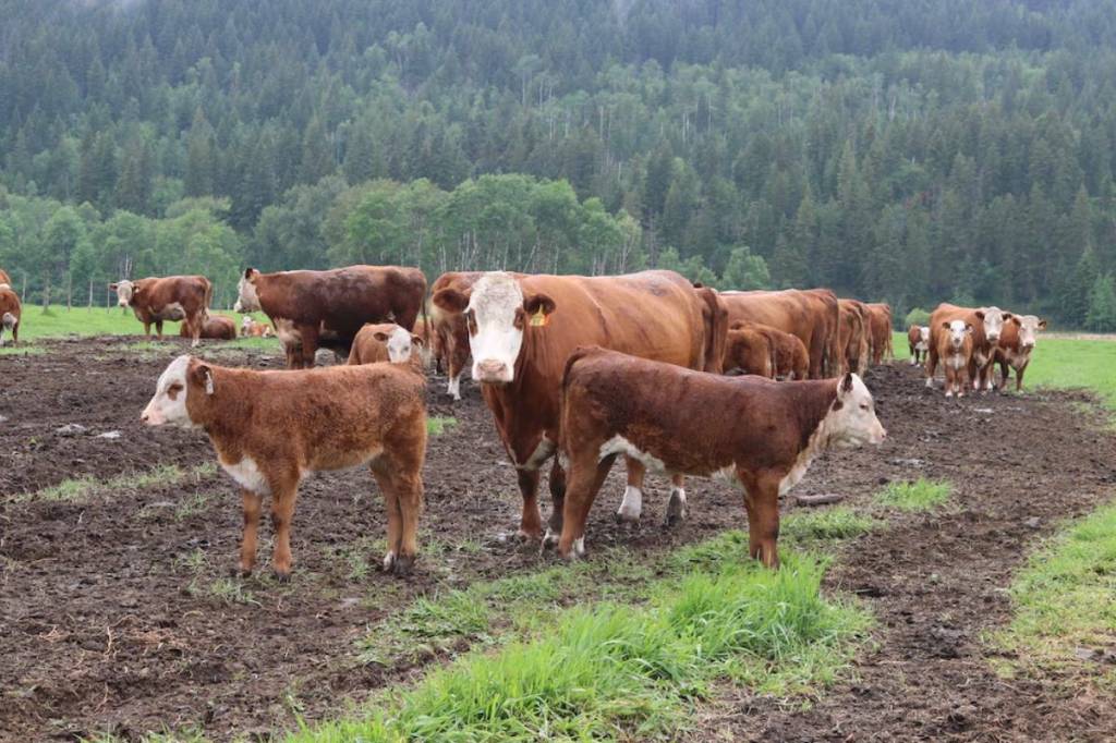 Cattle in the field at Little Fort Herefords. (Josh Fischlin/Clearwater Times)
