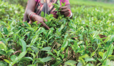 Homestead food production improves women’s dietary diversity in Bangladesh
