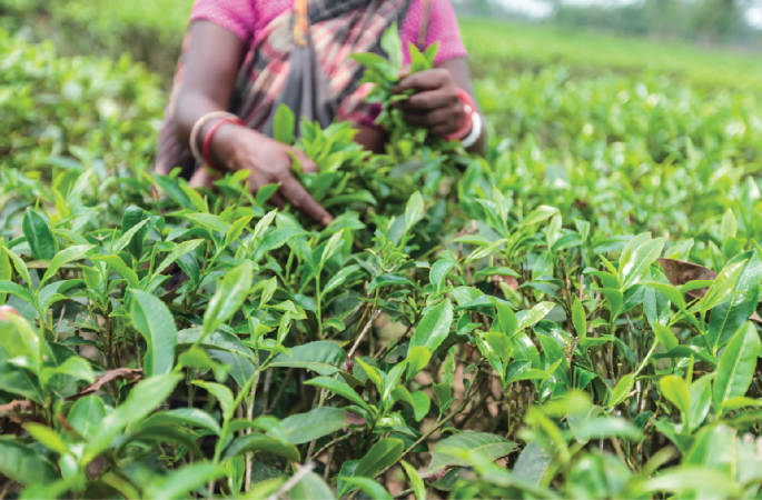 Homestead food production improves women’s dietary diversity in Bangladesh