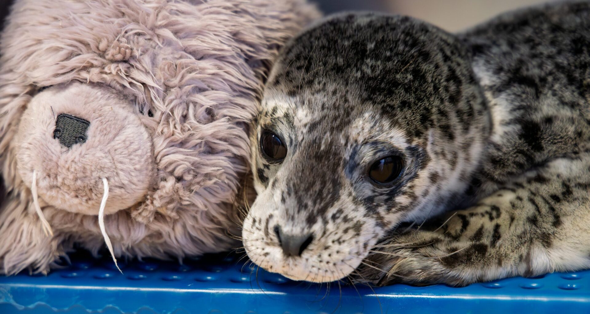 Injured seal pup found under BC Ferries ramp marks first rescue of the season for VAMMR