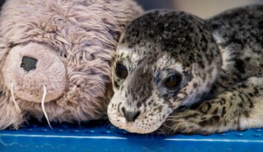 Injured seal pup found under BC Ferries ramp marks first rescue of the season for VAMMR
