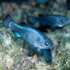Against all odds, the rare Devils Hole pupfish keeps on swimming