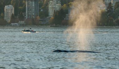 Whale in Vancouver Sea-Doo crash seen feeding, in good condition, next day: officials
