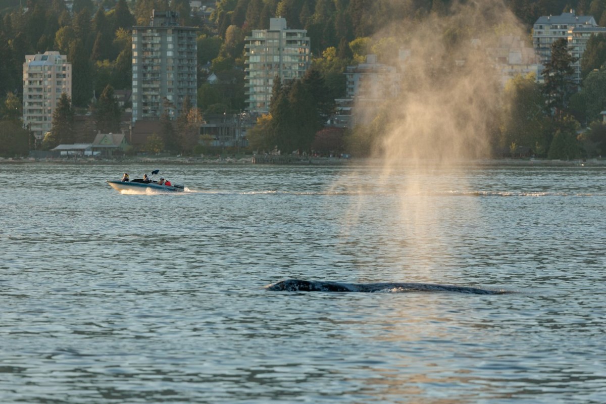 Whale in Vancouver Sea-Doo crash seen feeding, in good condition, next day: officials