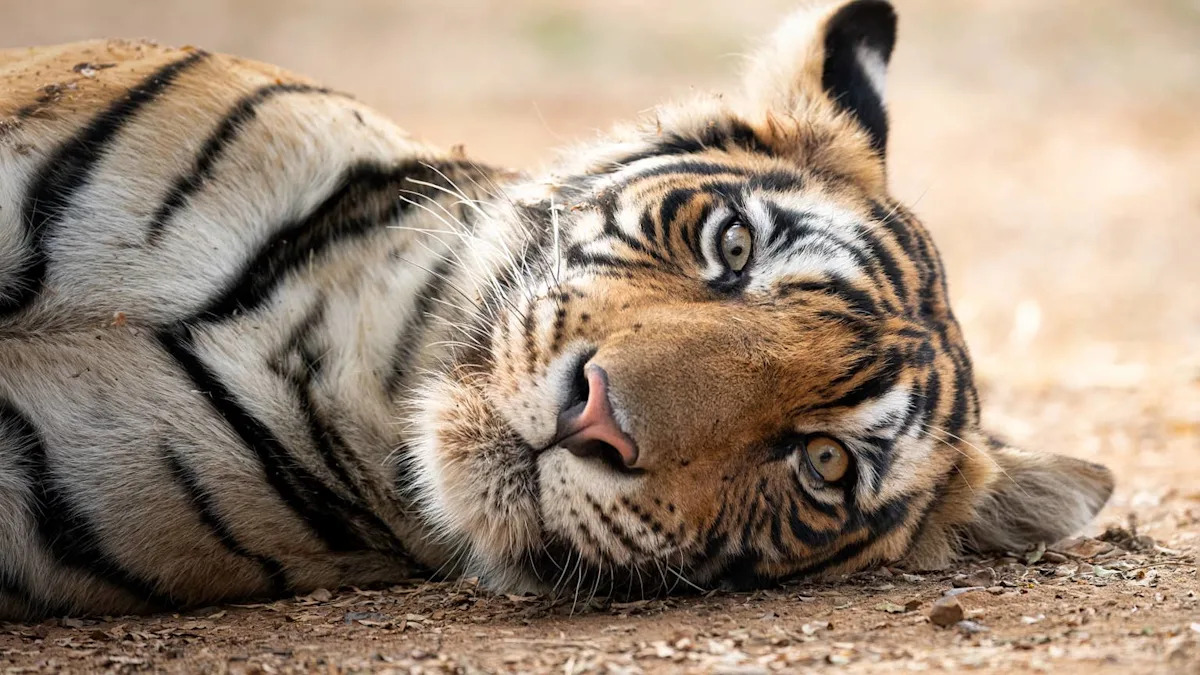 Baby Tiger Throws a Lion-Sized Tantrum but Honestly It’s Adorable