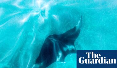 Florida tightens rules on capturing giant manta rays but stops short of full ban | Florida