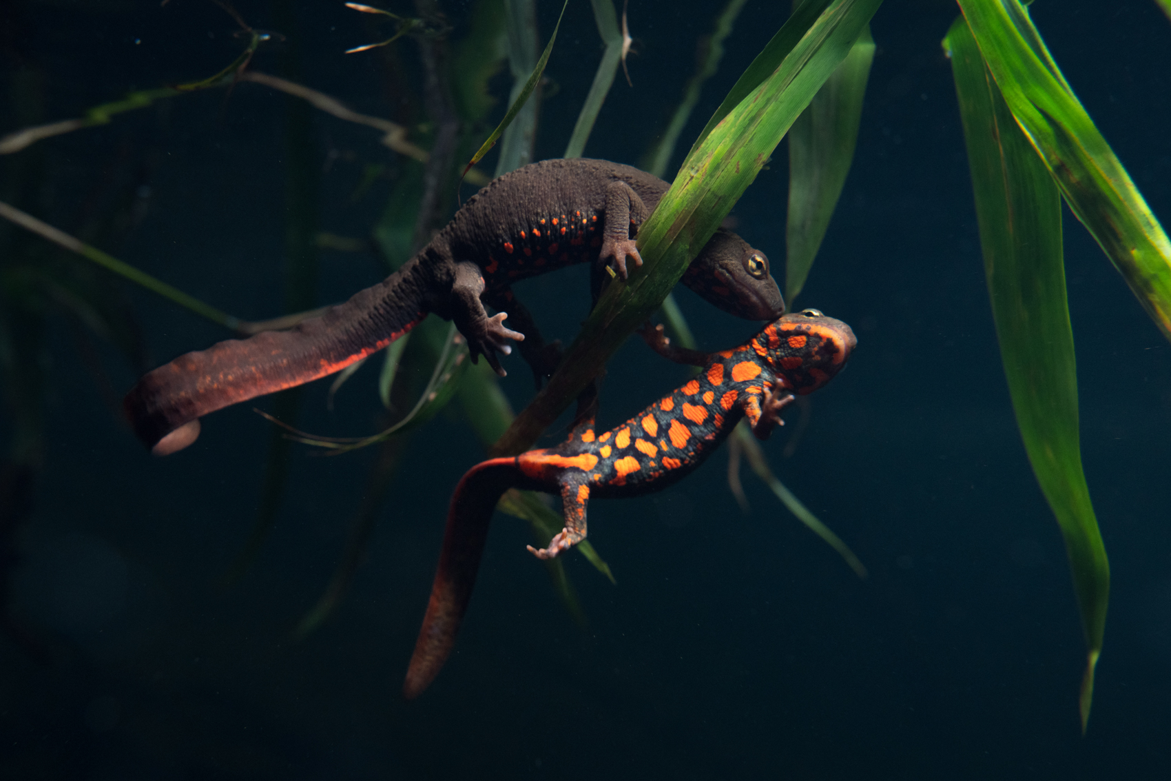 Hong Kong newts underwater. Photo: Fung Hon-shing.
