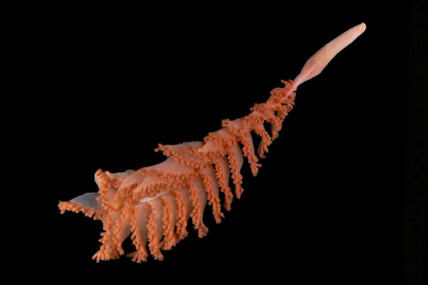 A tree branch like frond with fluffy tips.
