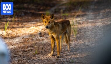 New Adelaide University study finds many purebred dingoes contain some domestic dog genetics