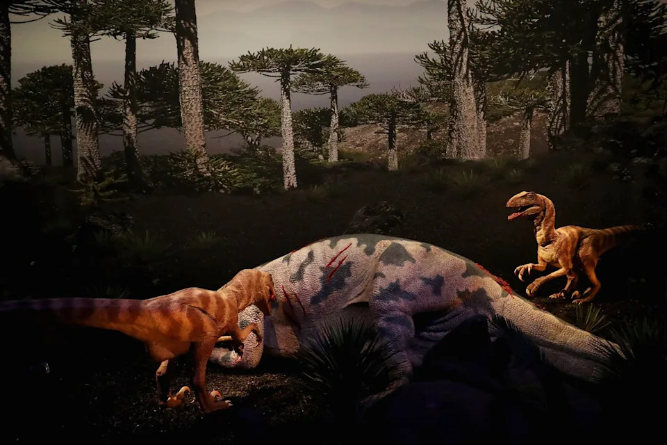 A display of the Maiasaura (Ornithischia, Ornithopoda) and Dromaeosaurus albertensis, a theropod are dinosaurs which lived during the Late Cretaceous period (Getty Images)