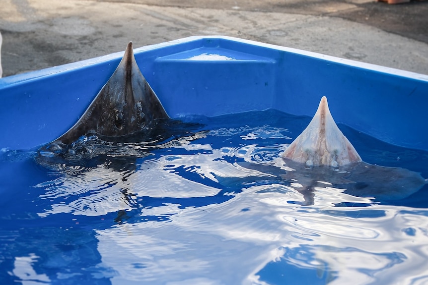 Maugean skate in a bucket