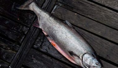 Cocktail of pills, caffeine and fire retardant put B.C. chinook salmon at risk: study