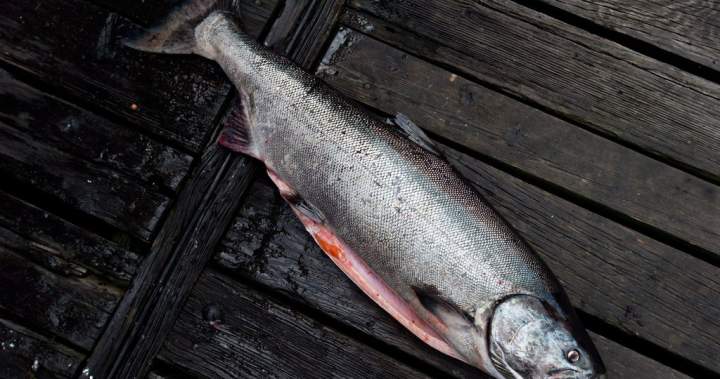 Cocktail of pills, caffeine and fire retardant put B.C. chinook salmon at risk: study