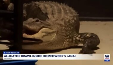 Florida woman suspects break-in, finds two alligators fighting