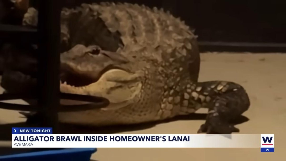 Florida woman suspects break-in, finds two alligators fighting