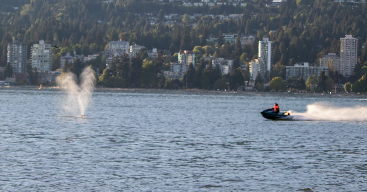 Watercraft operator identified after slamming into grey whale, Vancouver police say - CTV News