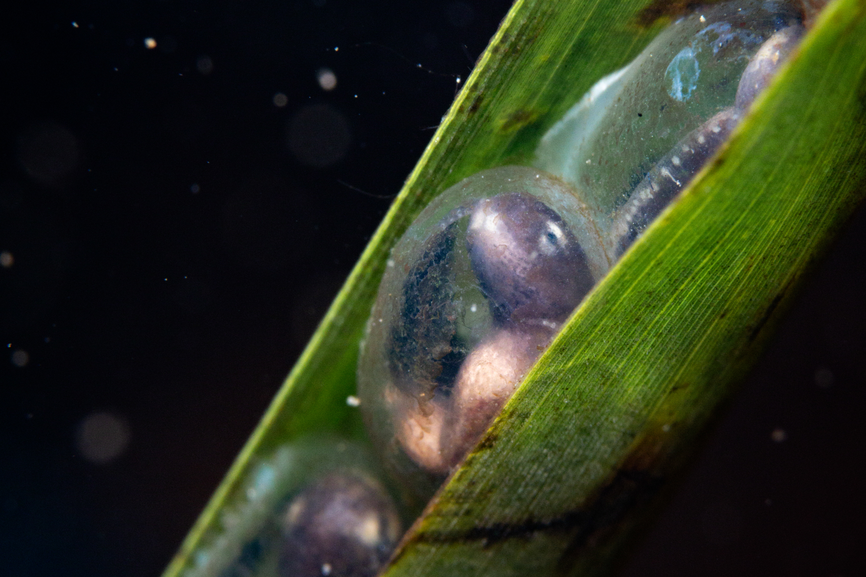 Hong Kong newt eggs underwater. Photo: Fung Hon-shing.