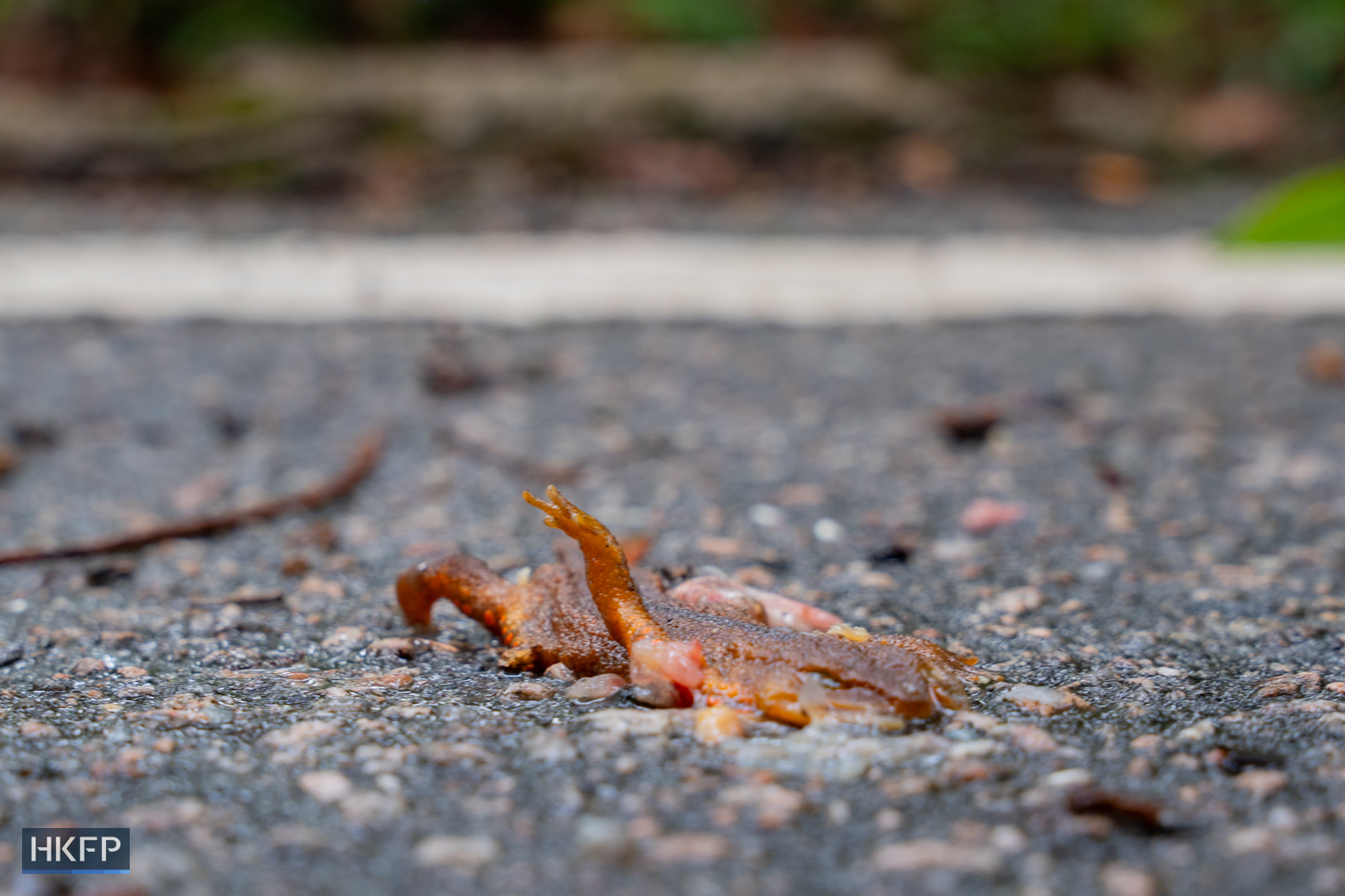 A Hong Kong newt carcass lies on a road in Sai Kung on April 25, 2025. Photo: Kyle Lam/HKFP.