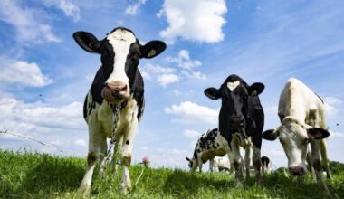Ongoing History daily: The mad manure bomber of Calgary