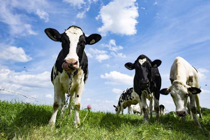 Ongoing History daily: The mad manure bomber of Calgary