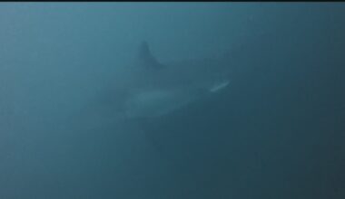 Mature female great white shark tracked in Pacific Northwest waters