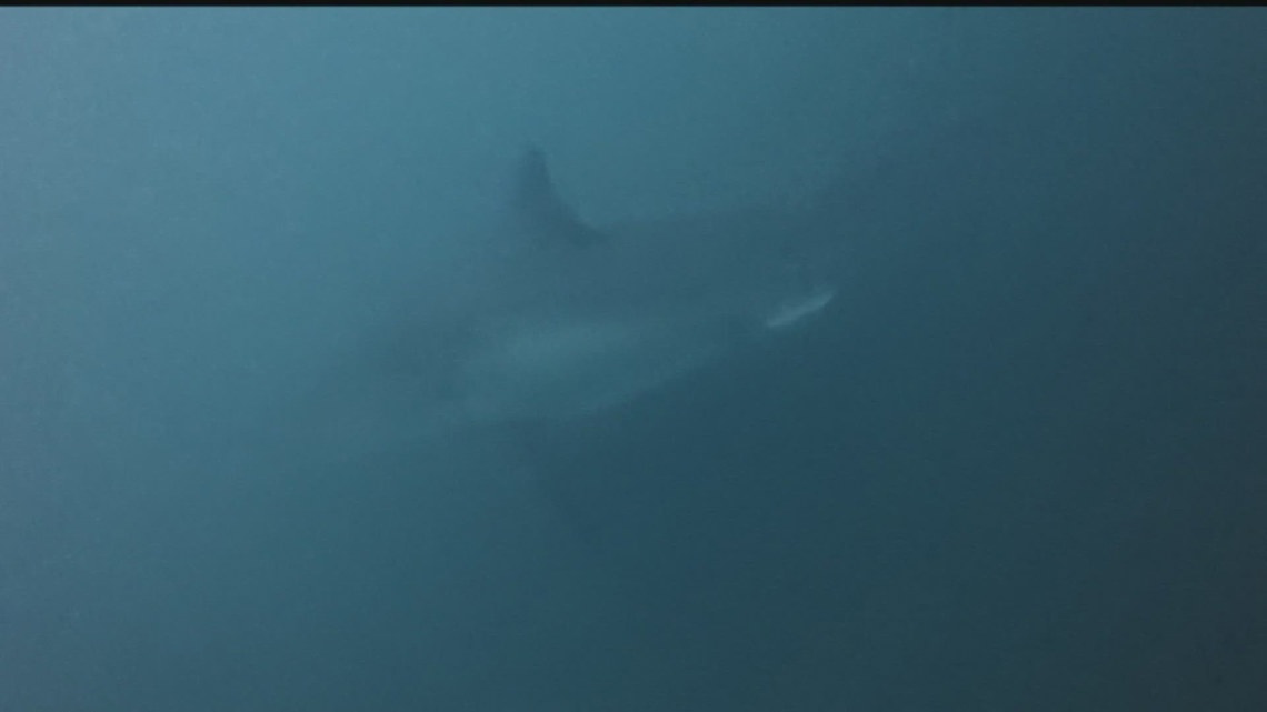Mature female great white shark tracked in Pacific Northwest waters