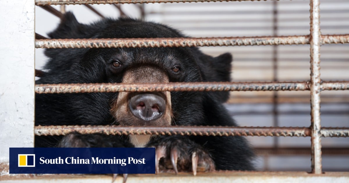 After years in tiny cages, 27 moon bears in Laos finally taste freedom