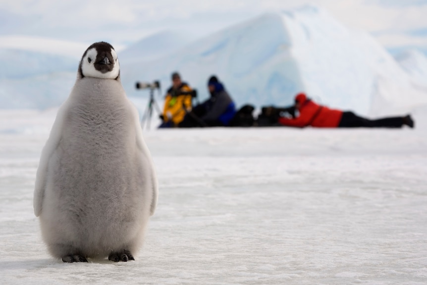 A penguin chicken stands in the foreground. Camera crews are in the distance.