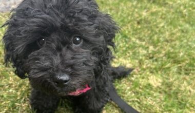 She bought a puppy from a broker on Kijiji and it died 7 days later