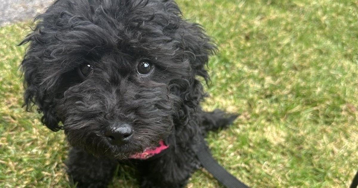 She bought a puppy from a broker on Kijiji and it died 7 days later