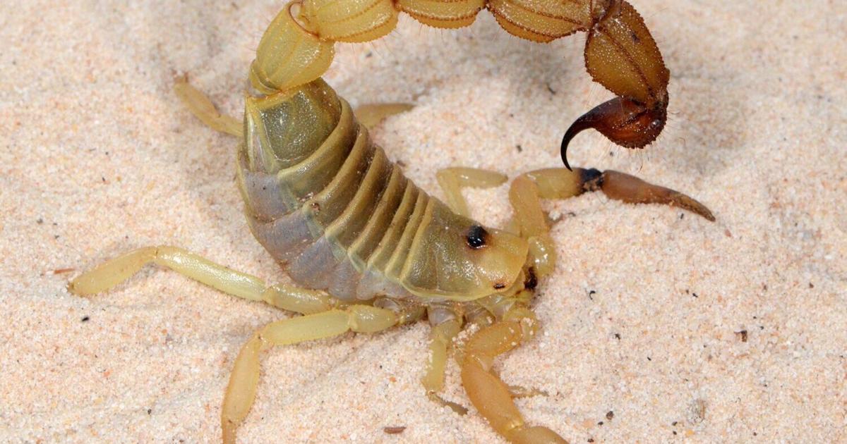 Scientists discover scorpions’ sting fortified with metal - OC Today-Dispatch