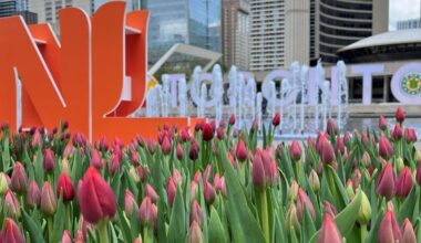 15,000 free tulips are being given away in Toronto