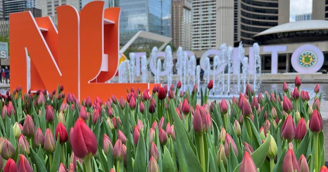15,000 free tulips are being given away in Toronto