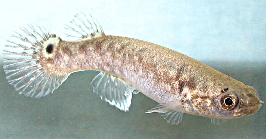 Research shows magic mushrooms make fish lazier and less aggressive | Features