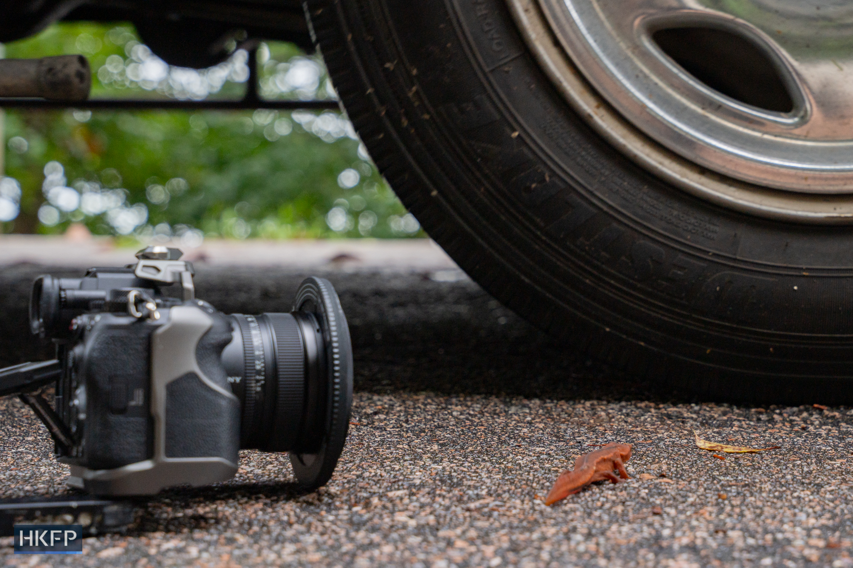 A Hong Kong newt near a vehicle tyre on a road in Sai Kung on April 25, 2025. Every year during the rainy season, thousands of Hong Kong newts migrate to the forest, crossing the road, which becomes a roadkill hotspot. Photo: Kyle Lam/HKFP.