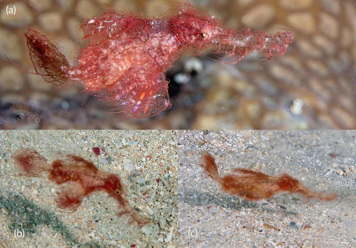 Three different images of a ghost pipefish swimming.