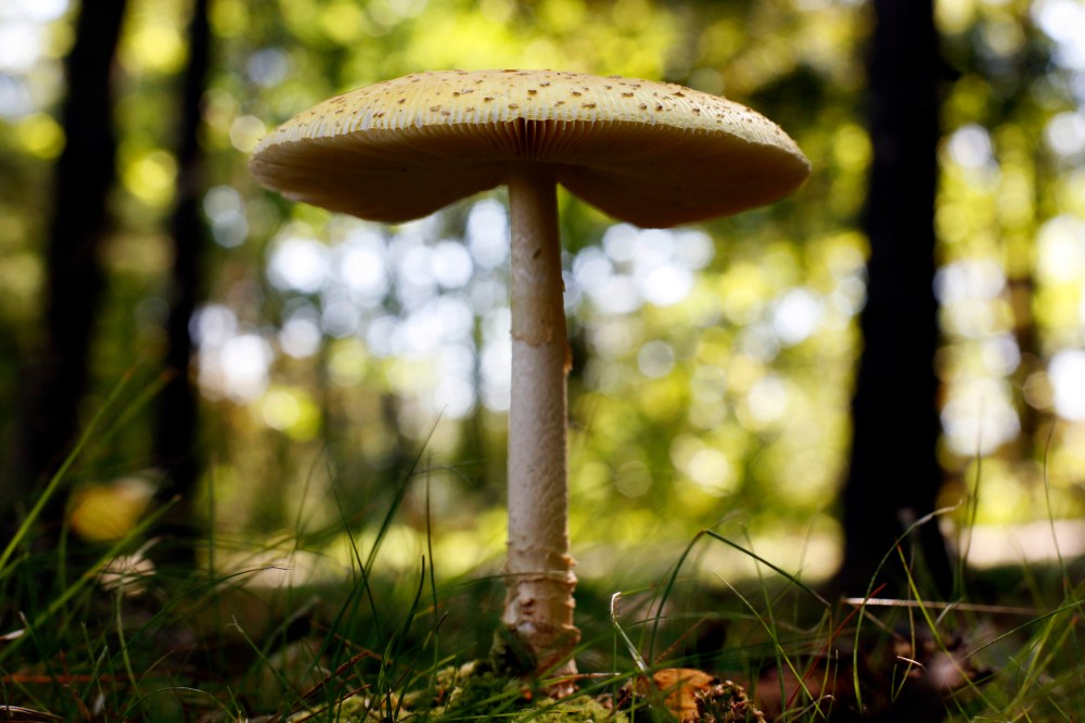 FILE - In this Sept. 16, 2011, file photo, a mushroom grows at Winslow Park in Freeport, Maine. Maine. (AP Photo/Robert F. Bukaty, File)