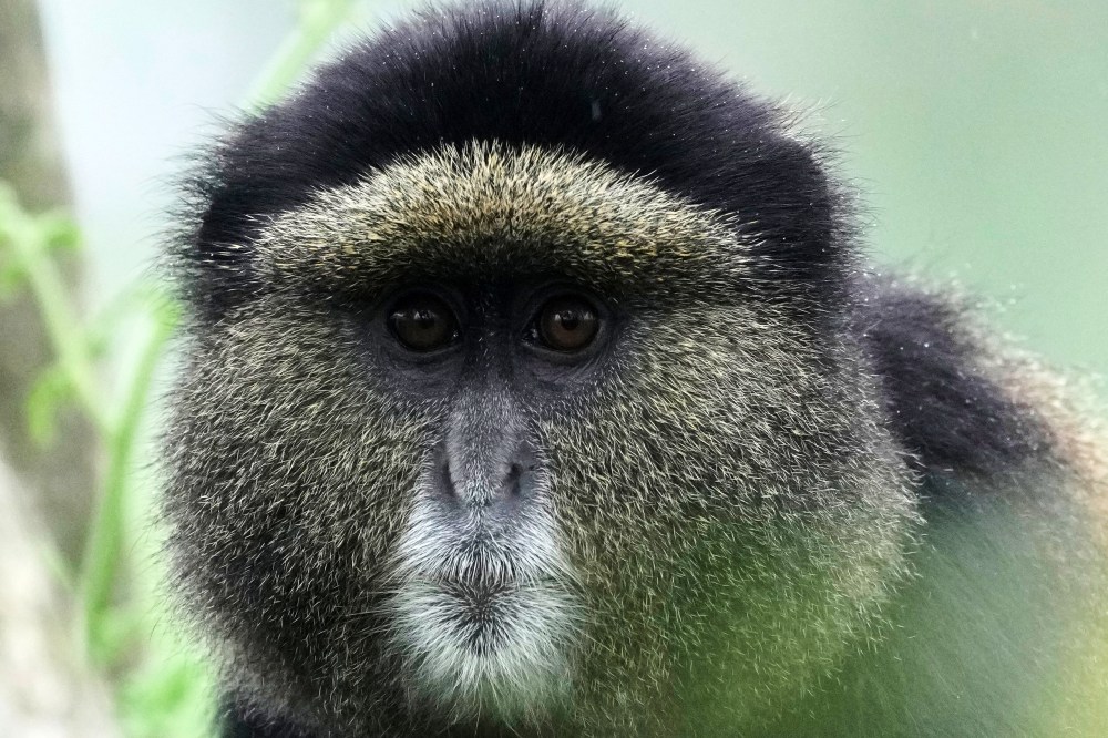 A golden monkey is seen in Volcanoes National Park in Kinigi, Rwanda, Thursday, March 19, 2026. (AP Photo/Brian Inganga)