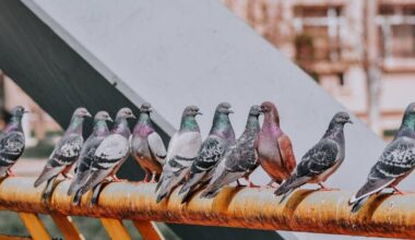 Pigeons navigate using magnetic sensors in livers - OC Today-Dispatch