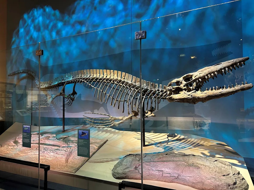Tylosaurus rex holotype skeleton (Perot Museum of Nature and Science)