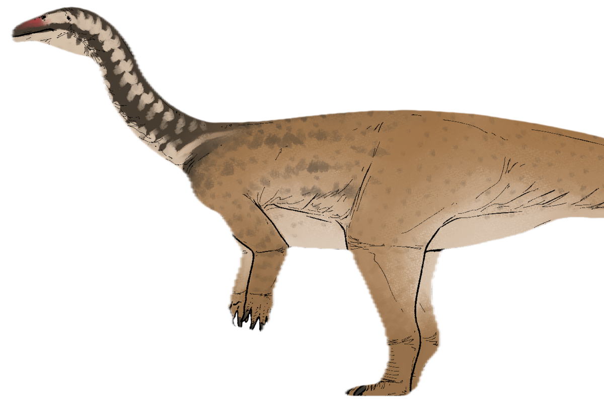 New dinosaur species found in China bridges key gap in evolution of colossal plant-eaters